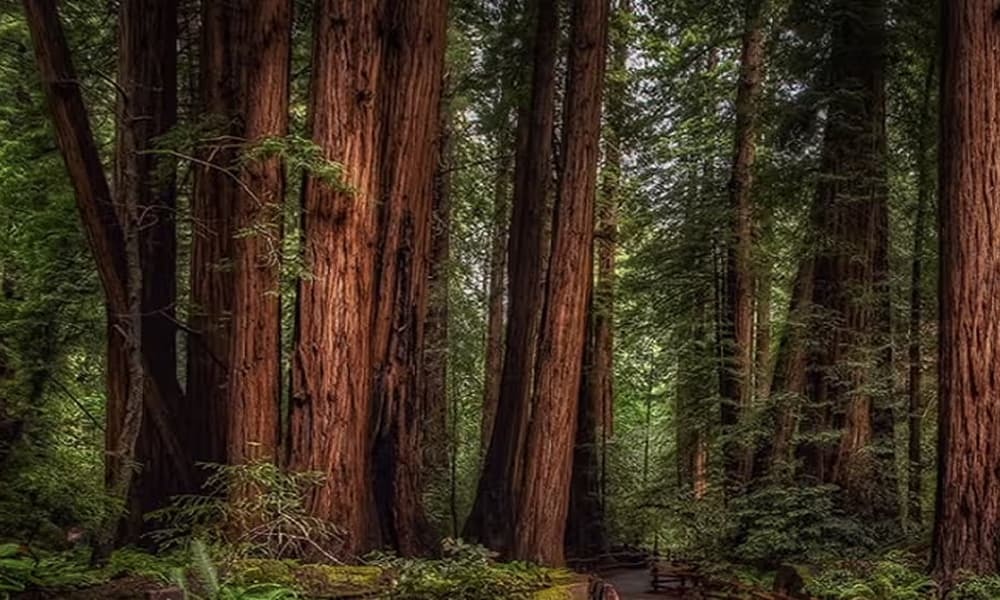 Redwood Meadows RV Resort